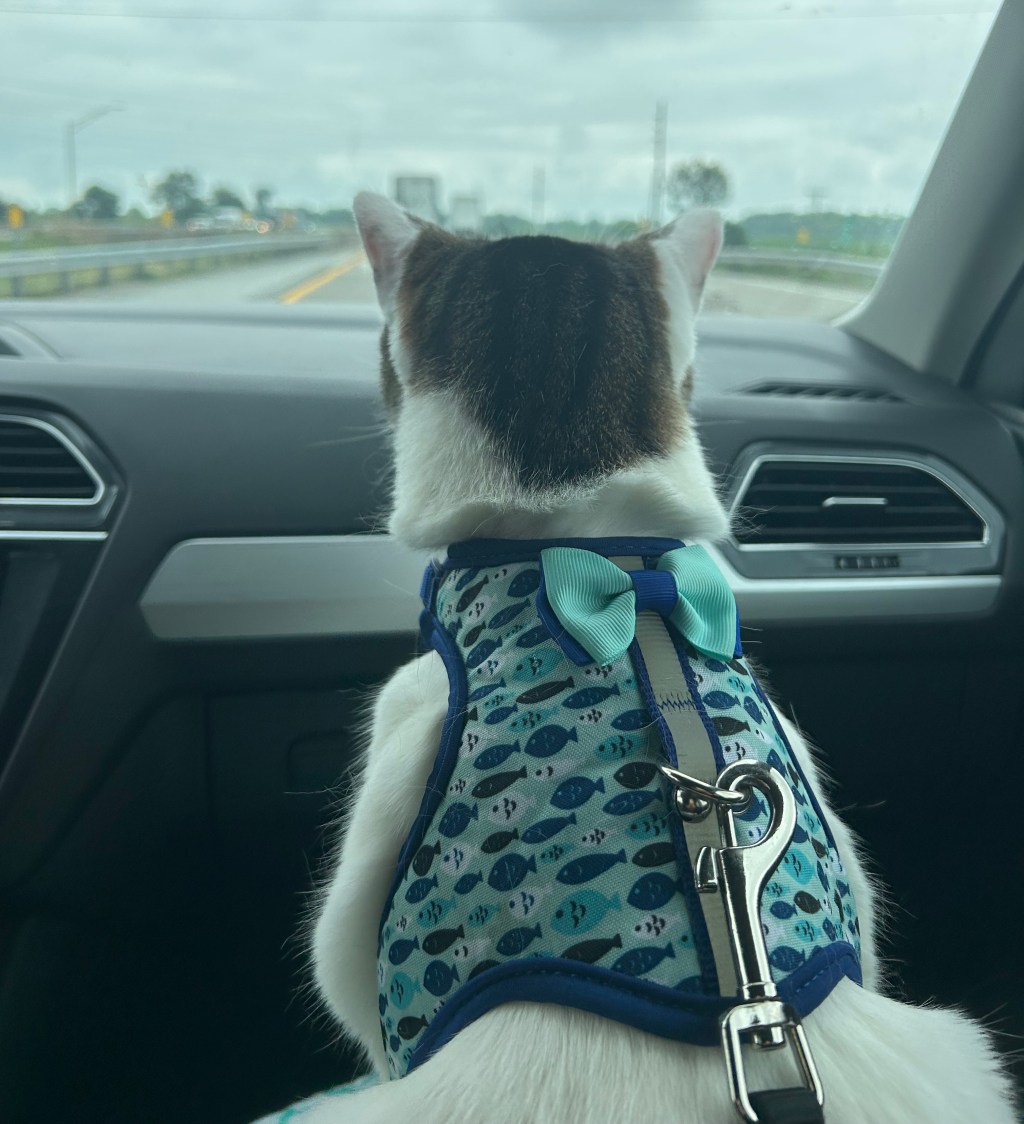 5 Essential Tips for a Comfortable Road Trip with Your&nbsp;Cat